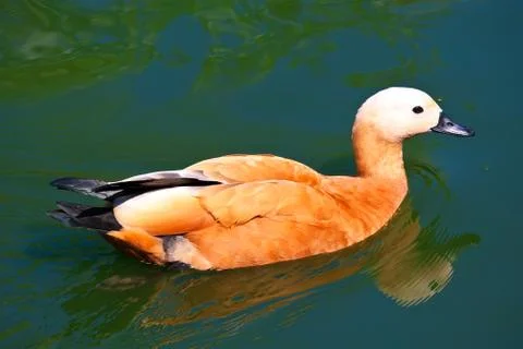 Ruddy Shelduck Stock Photos