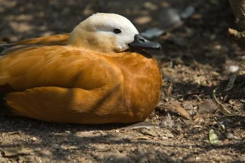 Ruddy shelduck Stock Photos