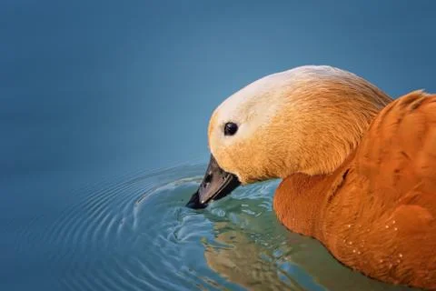 Ruddy shelduck Fotos Stock
