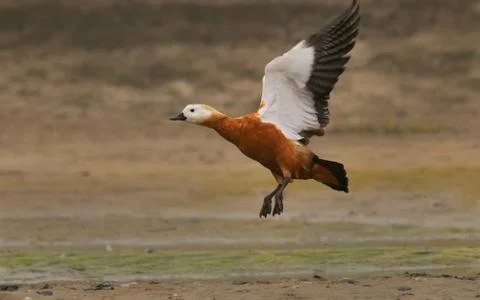 Ruddy shelduck Stock Photos