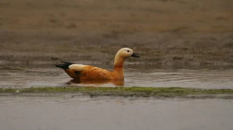 Ruddy shelduck Stock Photos