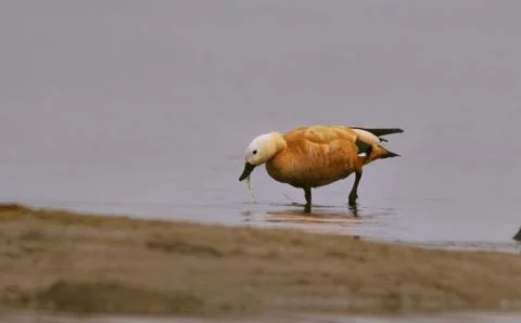 Ruddy shelduck Stock Photos