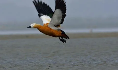 Ruddy shelduck Stock Photos