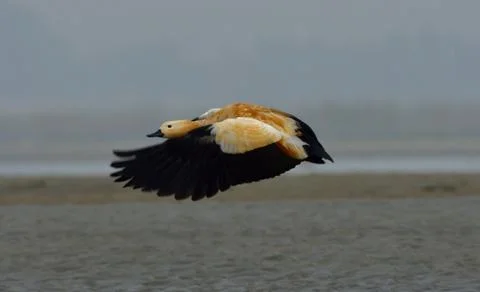 Ruddy shelduck Stock Photos