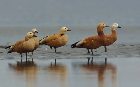 Ruddy shelduck Stock Photos
