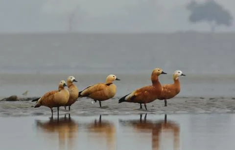 Ruddy shelduck Stock Photos