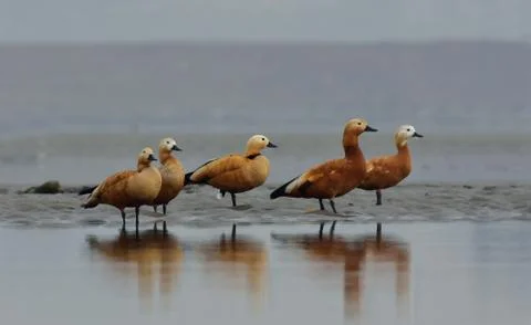 Ruddy shelduck Stock Photos