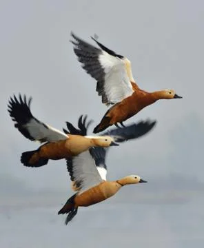 Ruddy shelduck Stock Photos