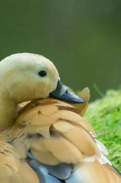 Ruddy shelduck Stock Photos