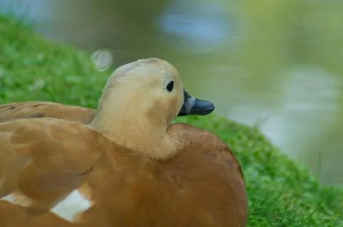 Ruddy shelduck Stock Photos