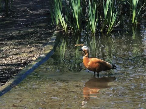 Ruddy Shelduck Stock Photos