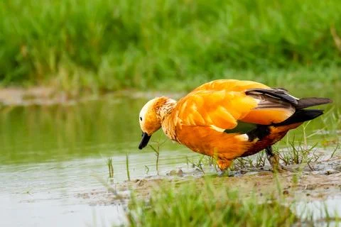 Ruddy Shelduck Foto stock