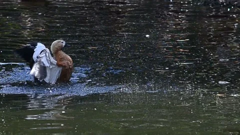Ruddy shelduck in the pond Stock Footage 93779565