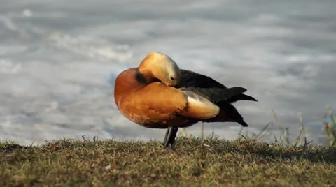 Ruddy Shelduck preening its feathers Video stock 22680120