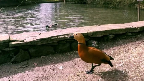 Ruddy Shelduck quacking anxiously Stock Footage 77863948