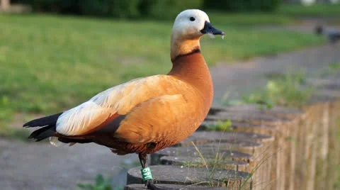 Ruddy Shelduck in the rays of the evening sun Stock Footage 24701962