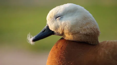 Ruddy Shelduck in the rays of the evening sun (close-up) Stock Footage