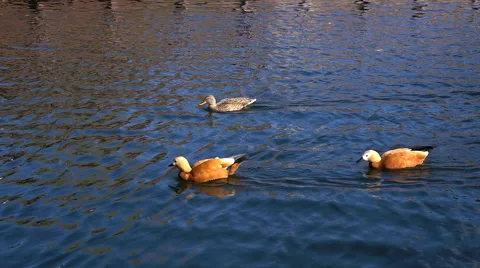 Ruddy Shelduck. Red ducks on the lake. Stock Footage 68701149
