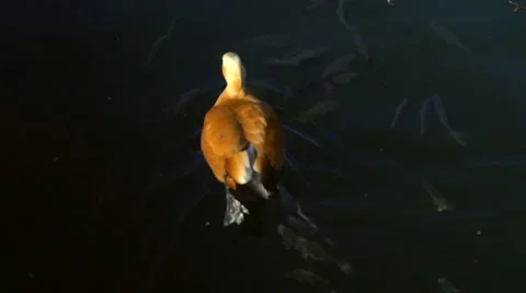 Ruddy Shelduck. Red ducks on the lake. Vidéo 68789435