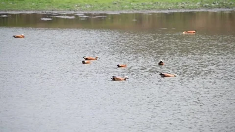Ruddy shelduck roaming around in the river in Kaziranga national park Stock Footage 308530129