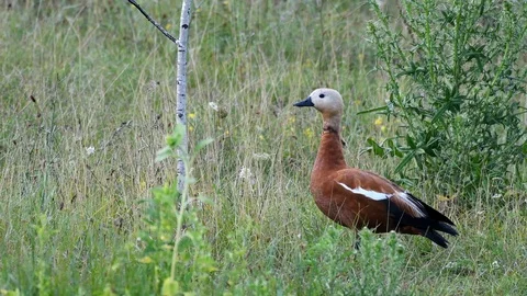 Ruddy Shelduck, single bird stands in the grass and then leaves.  Video stock 112687759