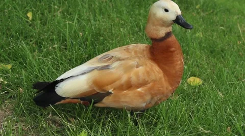 Ruddy shelduck sitting on the grass 動画素材 51164685