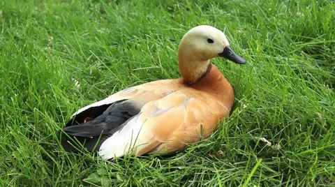 Ruddy shelduck sitting on the grass 動画素材 51164929