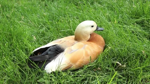 Ruddy shelduck sitting on the grass 動画素材 51165211