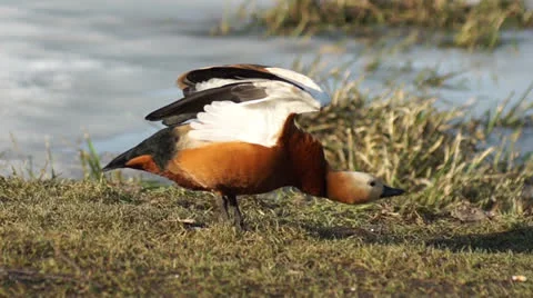 Ruddy Shelduck spreading its wings and cranes Stock Footage 22680128