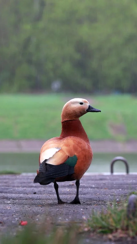 A Ruddy Shelduck Stands In Gentle Spring Rain, Showcasing Its Colorful Back Plum Stock Footage 314505789
