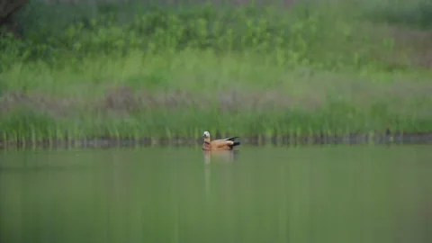 Ruddy Shelduck Stretching Wing While Resting on Calm Water Vidéo 341768145