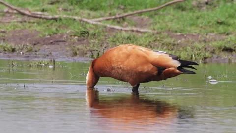 Ruddy Shelduck wading in shallow water at Bhigwan, Maharashtra, India Stock Footage 320902908
