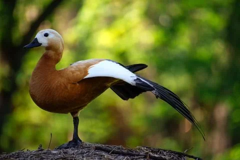 A ruddy shelduck with a white patch on its face and a brown body stands grace Stock Photos