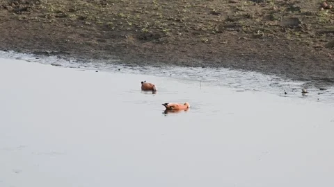 Ruddy shelducks elegantly floating around in the river in Tadoba national Stock Footage 333676200