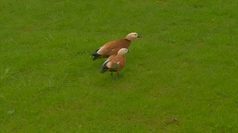 Ruddy shelducks Stock Footage 309041100