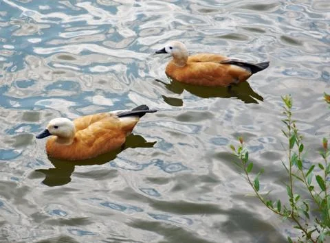 Ruddy shelducks Stock Photos