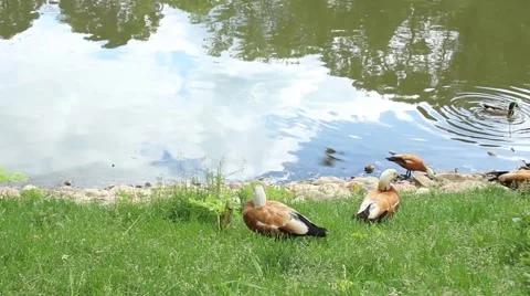 Ruddy shelducks walking on the lake 動画素材 51165327