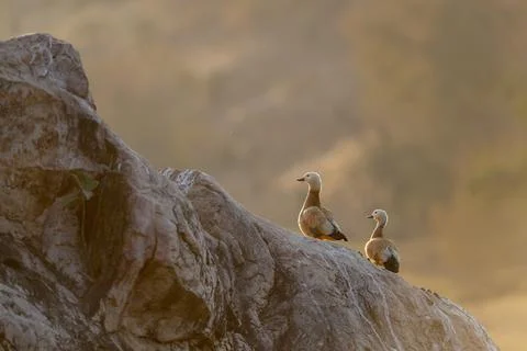 Ruddy shell duck pair in evening light, Tadorna ferruginea, Ranthambhore, Raj Foto stock