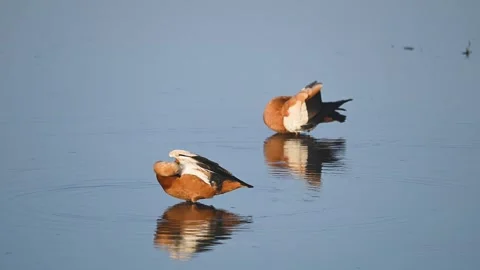 Ruddy Shellduck Stockbeeldmateriaal 330888822