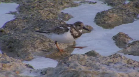 Ruddy turnstone Stock Footage 10714871