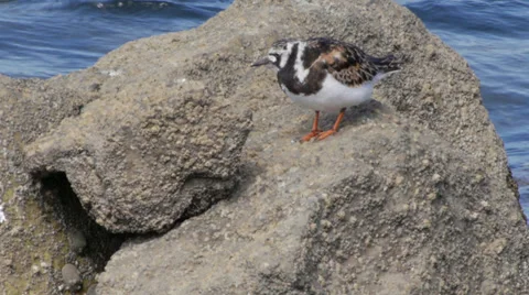 Ruddy Turnstone Stock Footage 35194846