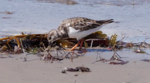 Ruddy Turnstone Stock Footage 35194858