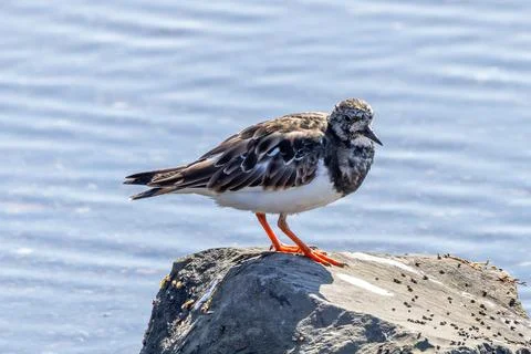 Ruddy turnstone with orange legs eats crustaceans and insects, photo at Bull  Stock Photos