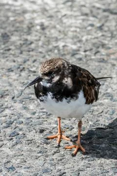Ruddy turnstone Stock Photos