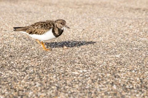 An Ruddy turnstone Stock Photos