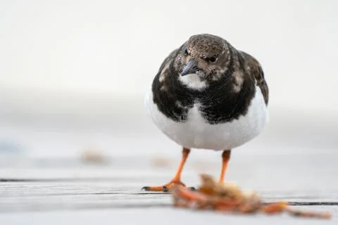 An Ruddy turnstone Stock Photos