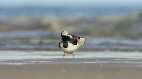 Ruddy Turnstone preening Video stock 200799664