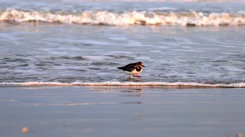 Ruddy Turnstone running on beach as ocean waves roll in from the sea. Stock Footage 237482002