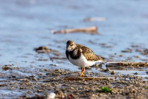 A Ruddy Turnstone stands on a wet muddy tidal flat at Bull Island, Dublin. Stock Photos