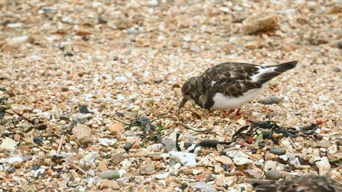 Ruddy Turnstone waders feeding or foraging on a pebbled beach shoreline 库存影片 75076564